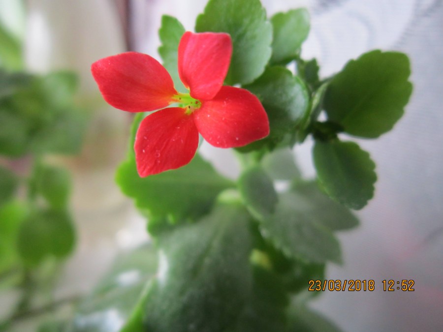 Аленький цветочек Сергей Аксаков