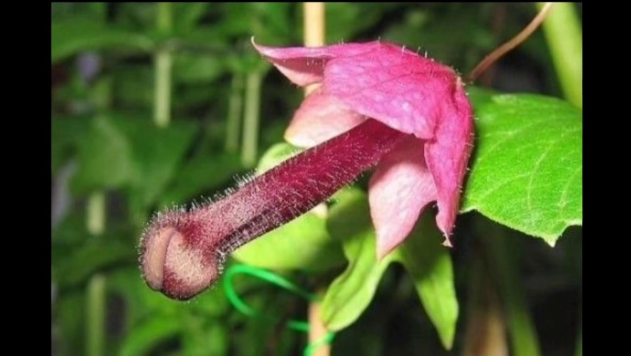 Аленький цветочек в зеленом платье