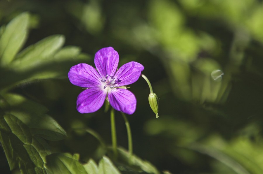 Фон для презентации сказки