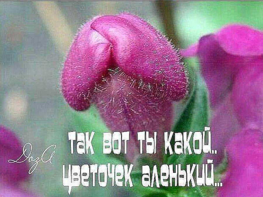 Аленький цветочек цветок