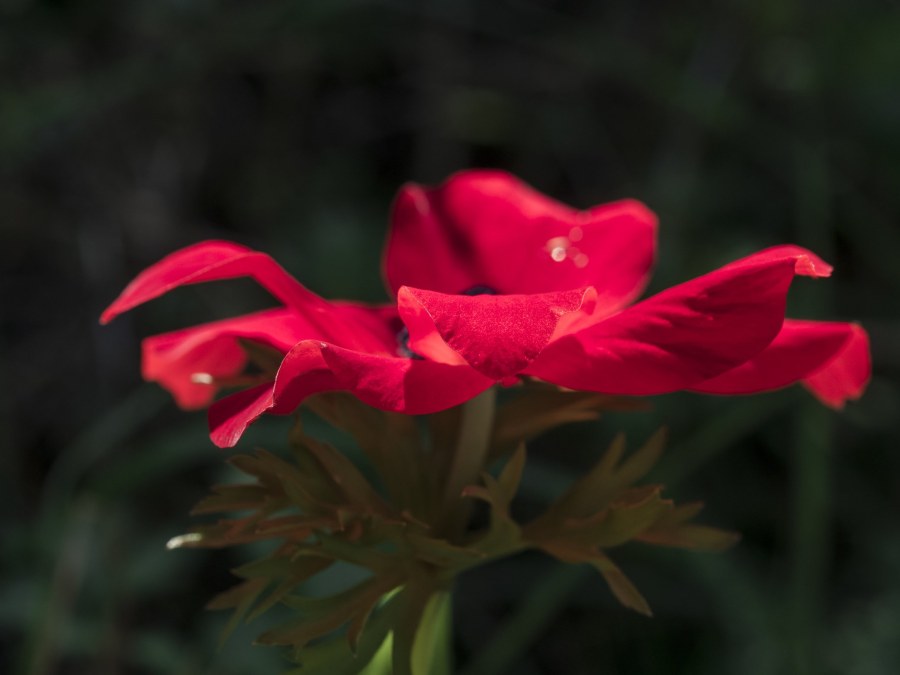 Сказка про Аленький цветочек