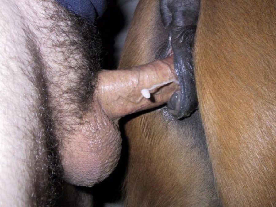 Ебля лошадей крупным планом