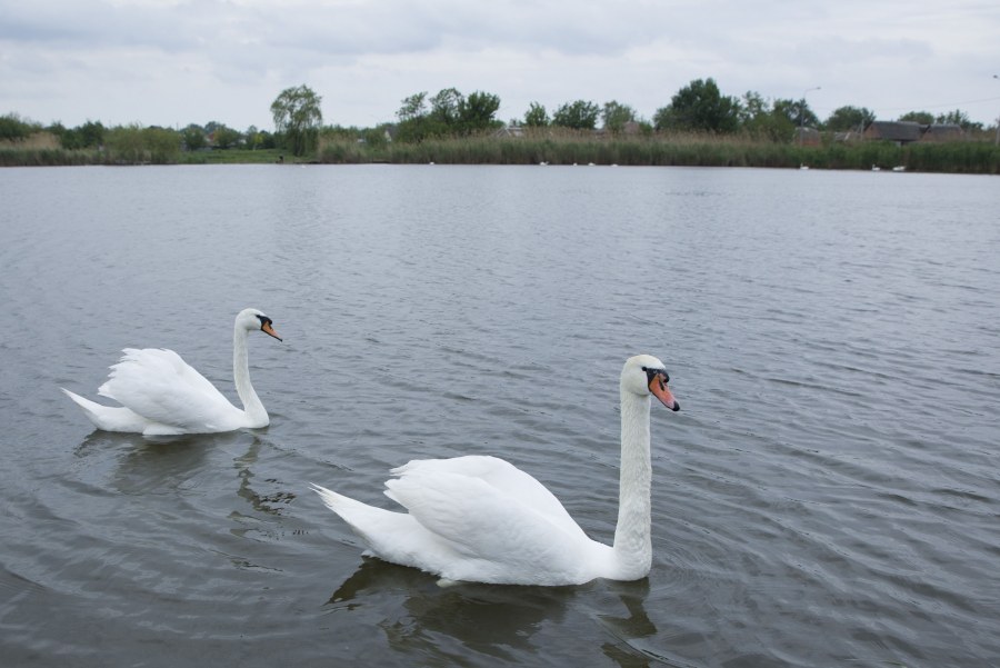 Парк станица Ильинская Новопокровский район