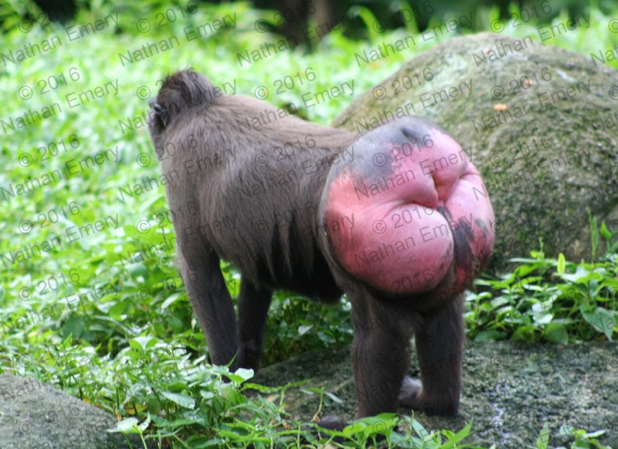 Груша для промывания ануса