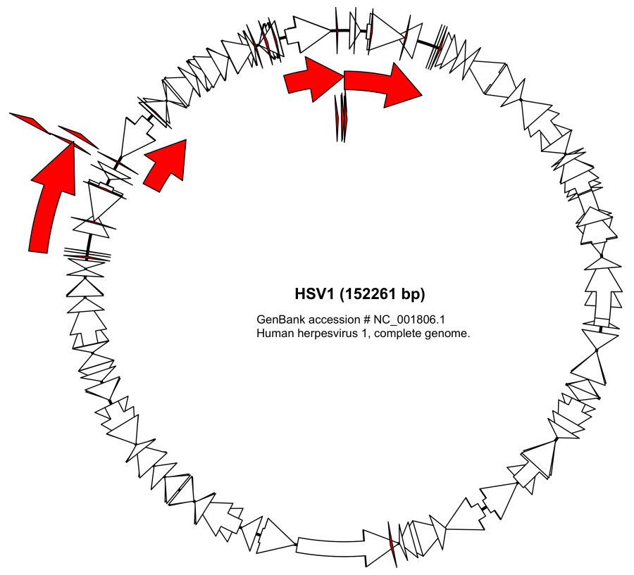 Праймер дизайн геномика