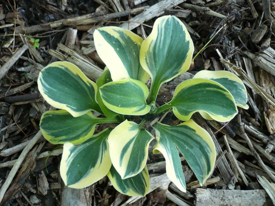 Ирина Северная Балаково